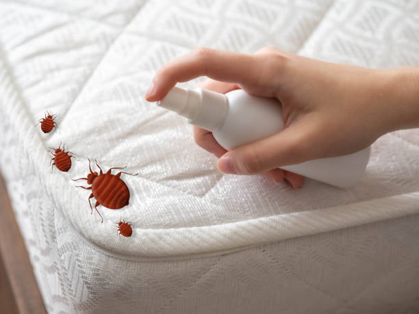 Best Spider Control Near Me  in Hawkinsville, GA
