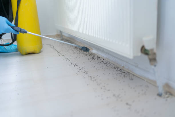 Best Termite Control Services  in Hawkinsville, GA