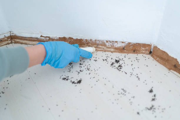 Best Pest Prevention Services  in Hawkinsville, GA
